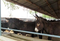 如何提高肉驴的繁殖力
