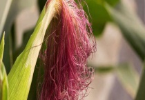 金麦须是什么？