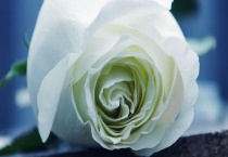 第一次约会送什么花好