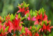 杜鹃小叶大叶有啥区别？