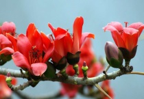 广州市花是什么？