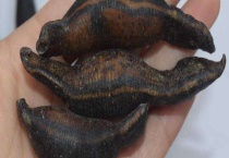 水蛭多少钱一斤 影响其价格的因素有哪些？