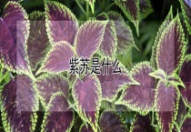 紫苏是什么？