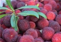 杨梅施什么肥料更甜