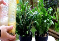 尿素如何给花施肥 附不同盆栽花卉的追肥多久？