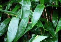 粽叶是竹叶还是芦苇叶