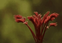 香椿怎么种植什么时间种