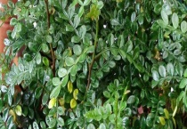 清香木盆景的制作方法 清香木盆景的养护管理