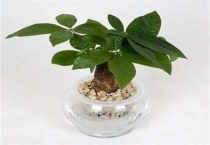 怎么判断发财树旱了还是涝了