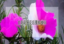 太阳花开花后要剪掉吗？