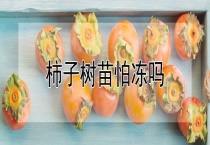 柿子树苗怕冻吗？