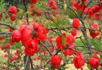 长寿冠海棠耐寒多少度