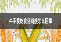 牛不爱吃食还消瘦怎么回事