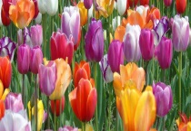 郁金香什么时候开花 怎么种植好？