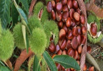 板栗怎么去皮和壳 具体方法有哪些？