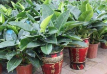 泰钻植物有什么作用