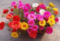 一个星期能长成的植物有哪些？