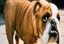 斗牛犬性格怎么样？好不好养？