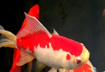 黄金锦鲤鱼多少钱一条？饲养方法是什么？