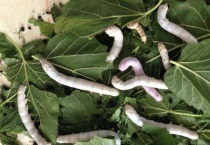 蚕宝宝几天脱一次皮