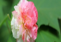 木芙蓉是落叶还是常绿植物 有哪些观赏价值