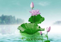 圆明园的荷花什么时候开