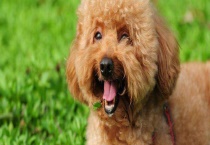 贵宾犬和泰迪犬的区别？ 贵宾犬怎么选购才好