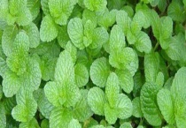 薄荷草驱蚊吗？