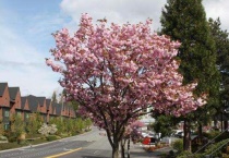 晚樱为什么叫晚樱