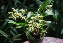 石斛兰花怎么养殖