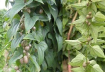 山药豆和山药是一棵上长的吗？