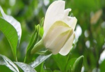 孕妇可以闻栀子花吗？宝宝可以闻栀子花吗？