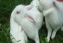 怎么宰杀兔子 宰杀后怎么多久？