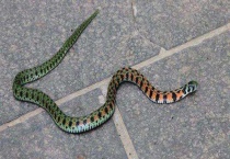 蛇的天敌是什么动物 同类也会成为天敌