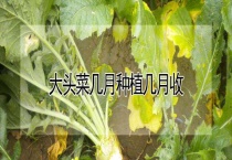 大头菜几月种植几月收