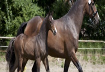 马的尾巴有什么作用？生活特点有哪些？