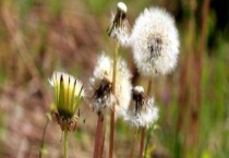 传播种子的方式有哪些 主要有这几种