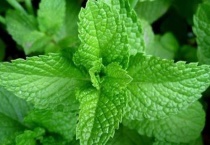 碰碰香是薄荷吗？