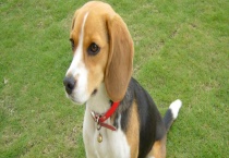 比格犬应该喂养什么狗粮最好 它的名字的由来是什么？