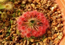 什么是月亮湖茅膏菜