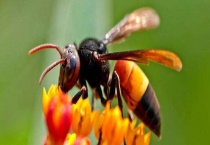 被马蜂蛰了几天能消肿 被蜇伤口如何多久？