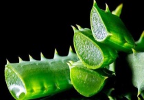 哪种芦荟可以直接敷脸 芦荟敷脸的操作多久？