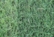 狗牙根与结缕草有什么不同 从分布、形态、作用上区分