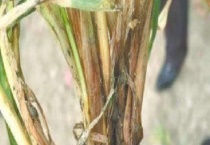 小麦根腐病的发病原因及防治措施 附小麦根腐病的特点