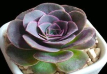 耶罗玫瑰多肉怎么养