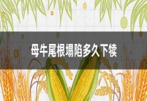 母牛尾根塌陷多久下犊