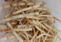 茅根与鱼腥草有什么不同 该怎么吃