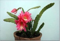 令箭荷花如何过冬