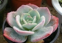 多肉植物小苗怎么度夏