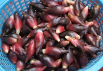 新鲜阳荷怎么长期保存